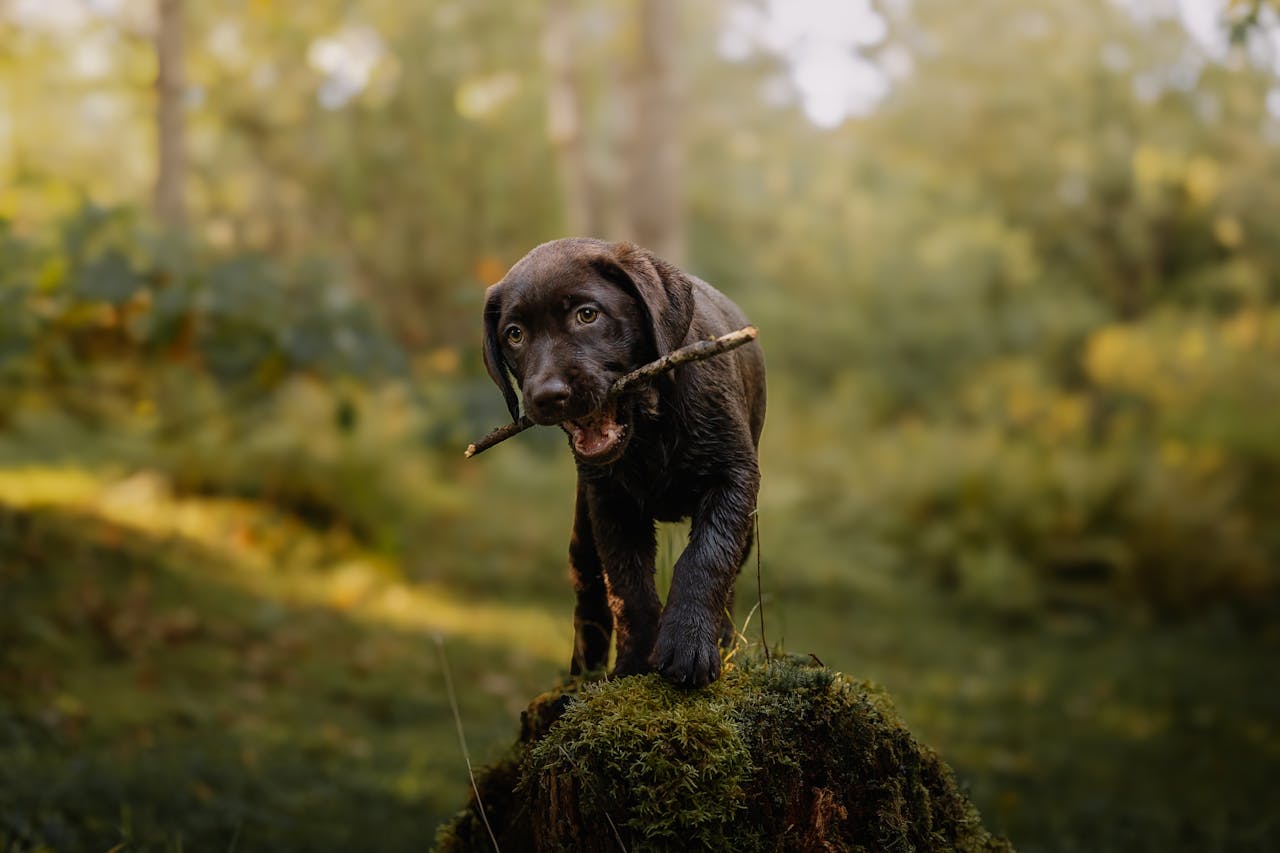 about-02 A cute Labrador puppy playing with a stick in a sunlit forest.