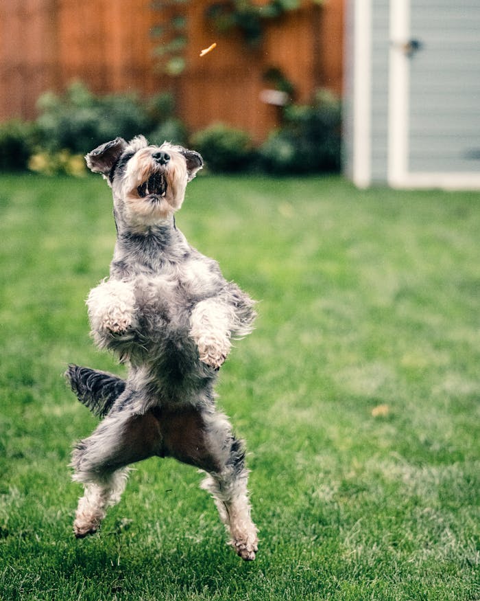 pexels-photo-3662361 Cute Schnauzer dog jumping for a treat in a London garden, showcasing agility and playfulness.